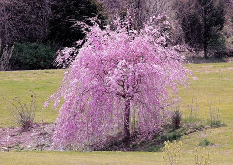 Dwarf Weeping Cherry Weeping Trees, Weeping Cherry Tree, Weeping Cherry, Plantas Bonsai, Have Inspiration, Ornamental Trees, Tree Seeds, Garden Trees, Cherry Tree