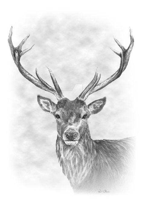 Stag Tattoo Design, Elk Drawing, Deer Sketch, Stag Tattoo, Hirsch Tattoo, Deer Drawing, Mini Mundo, Pencil Drawings Of Animals, Deer Tattoo