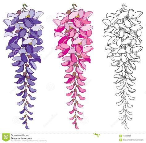 Vector Set Of Outline Wisteria Or Wistaria Flower Bunch And Bud In Black, Pink And Pastel Purple Isolated On White Background. Stock Vector - Illustration of garden, linear: 113888101