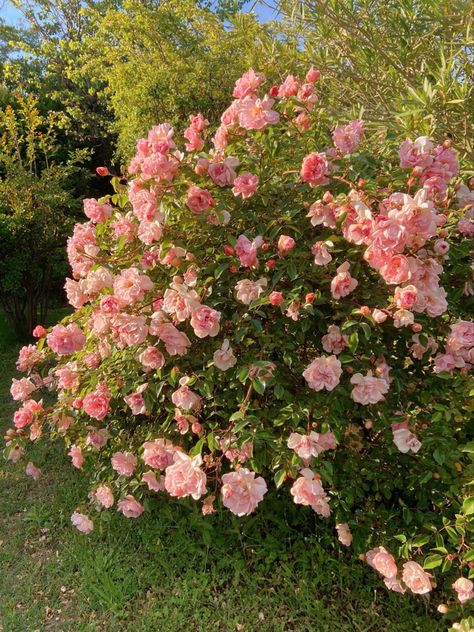 Rose Bush Background, Rose Bush Aesthetic, Rose Bush Garden, King Asmodeus, Pink Cottagecore Aesthetic, Jen Deluca, Wild Rose Bush, Pink Rose Bush, Pink Rose Garden