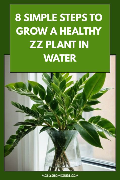 Discover the easy step-by-step guide on how to grow ZZ plants in water effortlessly. Perfect for plant enthusiasts looking to propagate their ZZ plants without soil. Learn all the tips and tricks for successful water propagation of your ZZ plant, including when to change the water, appropriate lighting conditions, and identifying healthy root growth. Add a touch of greenery to your space with this low-maintenance method that will bring new life into your home decor. Easiest Plants To Propagate In Water, What Plants Can Grow In Water, How To Propagate Zz Plant From Leaf, How To Propagate Zz Plant In Water, Propagate Zz Plant In Water, How To Repot A Zz Plant, Best Plants To Grow In Water, Plants In Water Vase, Zz Plant Propagation