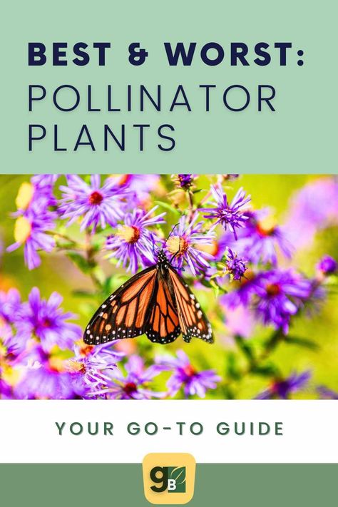 Elevate your garden beds with our top picks for attracting bees, butterflies, hummingbirds, and more. Explore annual and perennial plants to create a thriving pollinator garden in your own backyard (as well as a list of the worst). Read now to discover the best plants to attract pollinators and bring life to your garden! Best Pollinator Plants, Easy Garden Beds, Pollinator Garden Design, Mailbox Garden, Gardening Herbs, Yard Plants, Front Yard Plants, Herbs Plants, Landscape Gardening