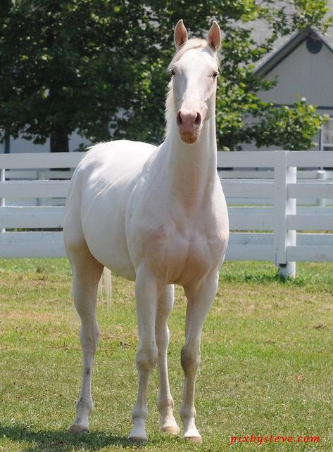 White Thoroughbred, Dapple Grey Thoroughbred, Ottb Horses Thoroughbred, Arabian Thoroughbred, Race Horses Thoroughbred, Pink Skin, Thoroughbred Horse, Dark Spots, White Horses