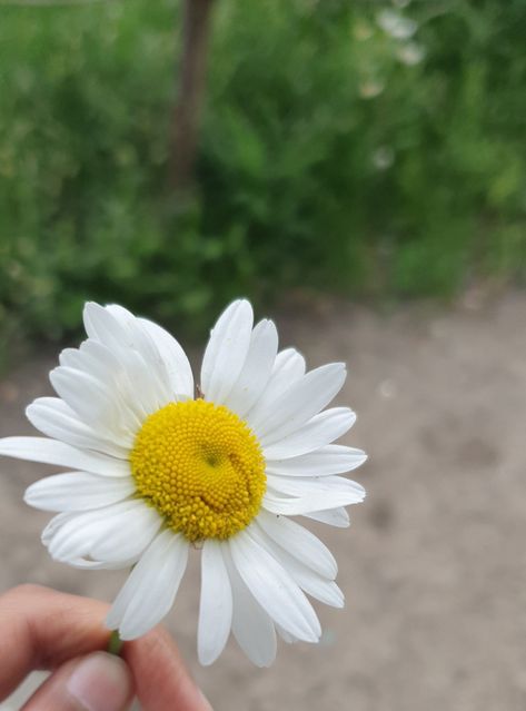 Picking Petals Off Flowers, Petals Aesthetic, Picked Flowers, Flower Picks, Picking Flowers, Flowers Aesthetic, Photo Reference, Flower Petals, Daisy