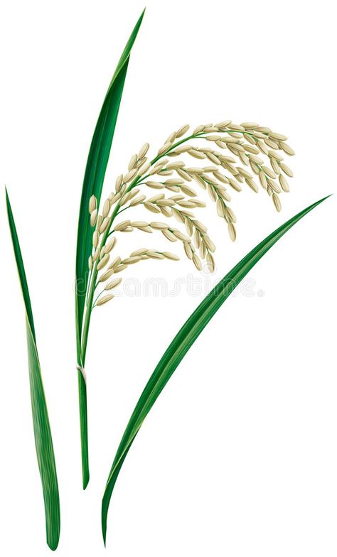 Wild Rice Plant, Rice Plant Illustration, Rice Plant Tattoo, Rice Plant Drawing, Rice Tattoo, Rice Drawing, Rice Illustration, Rice Plant, Asian Rice