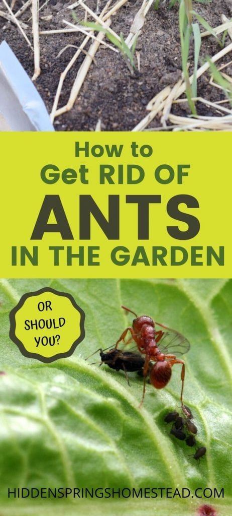 Ant Remedies, Ants In Garden, Slugs In Garden, Growing Calendar, Ant Repellent, Bad Bugs, Kill Bugs, Red Ant, Tattoo Plant