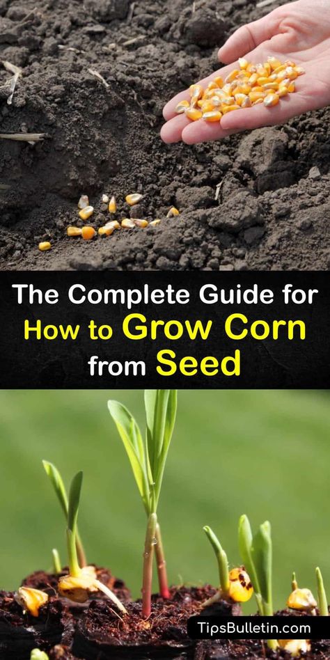 Discover everything you need to know to start growing corn on your own. Learn about proper soil temperature, planting, and growing sweet corn, and how regular sweet corn and supersweet corn are processed for human consumption. #corn #seed #growing #gardening When To Plant Corn, Corn Dog Recipe, Growing Sweet Corn, Grow Corn, Recipes Corn, Flint Corn, Seed Growing, Corn Beef, Growing Corn