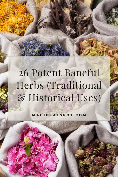 Venture into the realm of baneful herbs 🌿☠️. Uncover 26 potent plants with traditional and historical uses, both revered and feared. A compelling guide for those delving into the darker, yet fascinating side of botanical lore. Tread with knowledge and respect! #BanefulHerbs #HistoricalUses #BotanicalMysteries #DarkMagic Herbs For Baneful Magick, Baneful Herbs Witchcraft, Baneful Magick Herbs, Baneful Herbs, Spell Supplies, Baneful Magick, Magic Herbs, Fantasy Authors, Herbal Magic