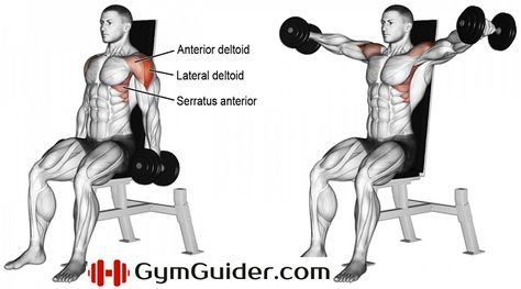 MEDIAL Seated Dumbbell Lateral Raises Dumbbell Lateral Raise, Best Shoulder Workout, Shoulder Training, Dumbell Workout, Lateral Raises, Workout Chart, Dumbbell Workout, Shoulder Workout, Muscle Fitness