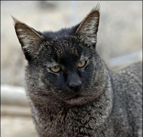 Jungle cat Chausie Cat, Wild Cat Species, Small Wild Cats, Sand Cat, Kitty Litter, Cat Species, Jungle Cat, Exotic Cats, Kinds Of Cats