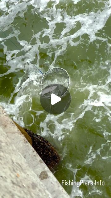 Fishing Piers on Instagram: "Pacifica Pier, CA - Striped Bass Are In!   Fishing Report:6/24/2024  Striped Bass: Anglers are reporting excellent catches of striped bass, especially during the early morning and late evening hours. These fish are being caught in impressive sizes, some even exceeding 15 pounds!  Bait and Techniques: The most effective baits have been live bait such as anchovies and sardines from local fishing stores.  Use a 8oz spider sinker at the bottom then 6 feet up attach a three way swivel and 3 feet of 25lb Floro with a small circle hook.  This way the baitfish can swim in circles to stay alive longer.   #PacificaPier #StripedBassFishing #FishingLife #FishingAdventure #SaltwaterFishing #PierFishing #BigCatch #CaliforniaFishing #FishingCommunity #FishingDaily #GoneFishin Striped Bass Fishing, Bass Fishing Boats, Fishing Store, Late Evening, Live Bait, Striped Bass, Fishing Adventure, Stay Alive, Pier Fishing