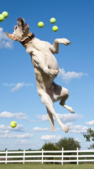 Dog Jumping, Dog Rules, Tennis Balls, Golden Retrievers, Tennis Ball, Dog Photography, Baby Dogs, Beautiful Dogs, Mans Best Friend