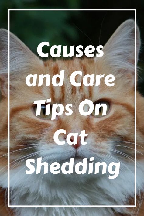 There are a few things that you can do to reduce cat shedding. The first thing is to feed your cat the right food, which will help to contribute to a healthy