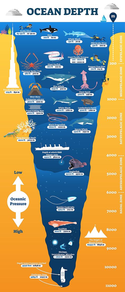 Marine Science Projects, Layers Of The Ocean Project, Science Infographics Biology, Marine Biology Homeschool, Ocean Diagram, Wildlife Infographic, Oceanography Marine Biology, Deep Underwater, Layers Of The Ocean