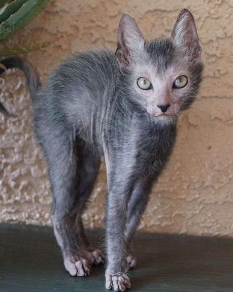 18 Pets That Are So Unique, It’s Hard to Believe They’re Even Real Werewolf Cat, Lykoi Cat, Scary Face, Scary Cat, Rare Cats, Cats For Sale, Rare Animals, Bright Side, Pretty Cats