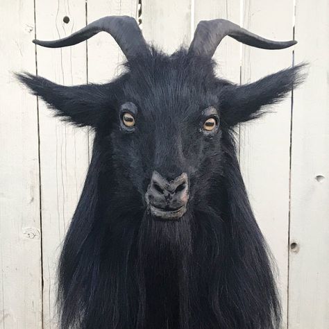 Black Goats Aesthetic, Creepy Goat Art, Goat Reference Drawing, Goat Profile, Goats Aesthetic, Scary Goat, Goat Reference, Folk Creatures, Goat Aesthetic