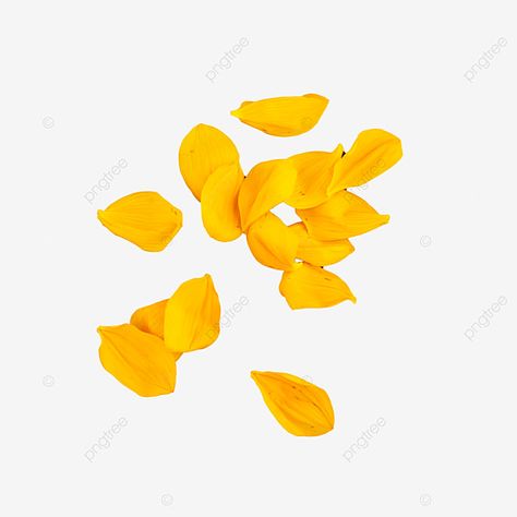 sunflower with petals Sunflower Petals, Eid Al-adha, Yellow Plants, Plant Background, Transparent Image, Creative Background, Photography Illustration, Yellow Sunflower, White Clouds