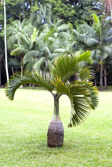 https://www.trees.com/wp-content/uploads/products/medium/1000/Bottlepalmtree2.webp Palm Tree Landscaping Ideas, Palm Tree Landscaping, Tree Landscaping Ideas, Bottle Palm Tree, Palm Trees For Sale, Tree Landscaping, Fishtail Palm, Indoor Palms, Palmetto Tree