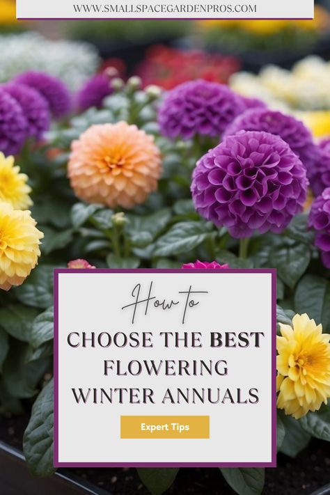 Brighten your garden during the cold months with our guide to winter flowering annuals. Discover the best annuals that bloom in winter, adding vibrant color and beauty to your outdoor space even in the chilly season. Learn planting tips, care instructions, and how to create a stunning winter garden. Perfect for gardeners looking to keep their gardens lively all year round. #WinterFlowers #Annuals #ColdWeatherGardening #GardeningTips #WinterGarden #BrightGarden Winter Plants Outdoor Cold Weather, Outdoor Winter Plants, Cold Weather Flowers, Winter Flowers Garden, Shade Annuals, Garden Companion Planting, Fall Container Gardens, Planting Tips, Fall Containers