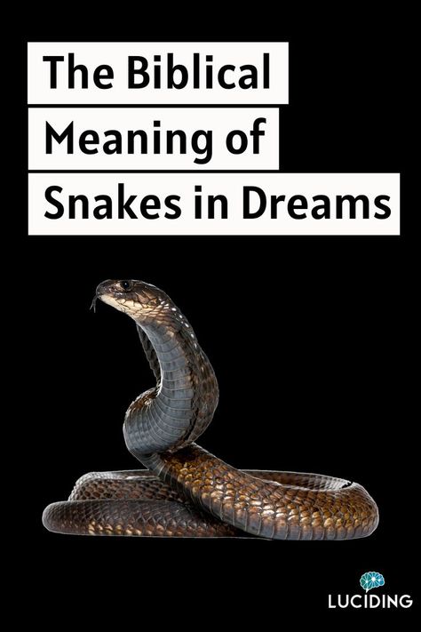 The Biblical Meaning of Snakes in Dreams Snake Meaning, Snake Symbolism, What Your Dreams Mean, Biblical Dream Interpretation, Dream Snake, Psychic Dreams, Dictionary Meaning, S Meaning, Dream Dictionary