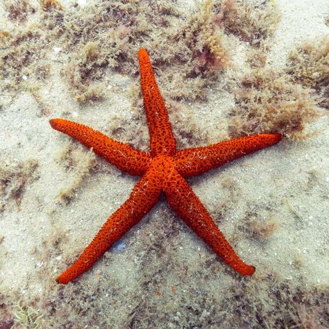 Polydactyl Cat, 3 Cats, Surprising Facts, Wikimedia Commons, Trivia, Starfish, New England, England, Red