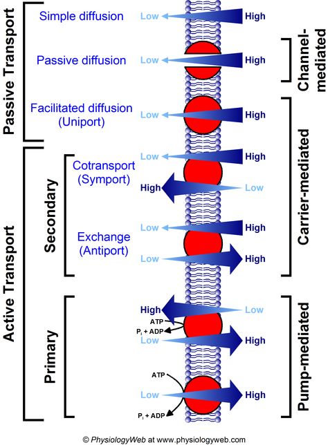 Cell Membrane Notes, Facilitated Diffusion, Passive Transport, Cell Transport, States Of Matter Worksheet, Matter Worksheets, Medical Facts, States Of Matter, Dental Student