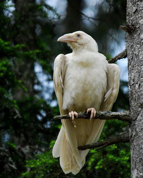 Albino Raven White Raven, Albino Animals, Jackdaw, Crows Ravens, The Crow, The Raven, Pretty Birds, Birds Of Prey, Vancouver Island