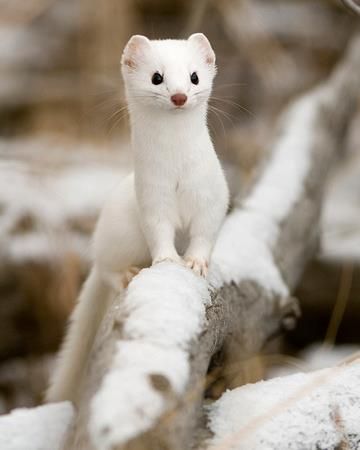 Baby Exotic Animals, White Ferret, Baby Ferrets, Cute Ferrets, Winter Animals, Winter Scenery, Kawaii Animals, Animal Planet, Animal Photo