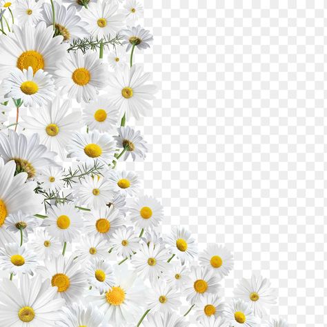 Daisy Vintage Aesthetic, Aesthetic Daisy Flower, Sticker Goodnote, Daisy Flower Aesthetic, Daisy Border, Aesthetic Daisy, Border Transparent, Png Border, Collage Supplies