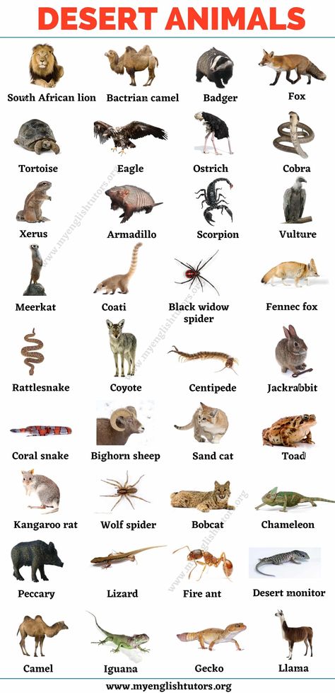 Desert Animals: Top 35+ Animals that Live in the Desert Animals That Live On Land, Dessert Animals, Animal Chart, Kangaroo Rat, अंग्रेजी व्याकरण, Animals Name In English, Animal Infographic, English Knowledge, Cow Cat