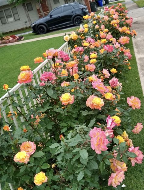 Front Fence Ideas, Southern Landscaping, Rose Garden Design, Front Fence, Master Gardener, Garden Yard Ideas, Fence Ideas, His Secret Obsession, House Plants Indoor