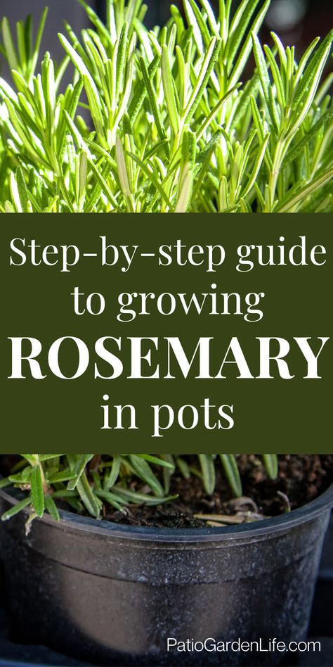 Green rosemary plant growing in soil in a black plastic pot - overlay text Step-by-step guide to growing rosemary in pots Uses For Rosemary Plant, Best Pots For Herbs, Planting Herbs In Pots Outdoors, Rosemary In Pots Container Garden, Rosemary Herb Plant, Growing Rosemary In Pots, Rosemary Container Ideas, Easiest Herbs To Grow Outdoors, How To Grow Rosemary In A Pot