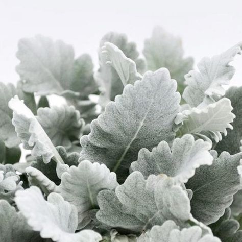 Dusty miller Dusty Miller, Cut Flowers, Wedding Season, Winter Wedding, Bridal Bouquet, Floral Wedding, Plant Leaves, Wedding Flowers, Floral Design