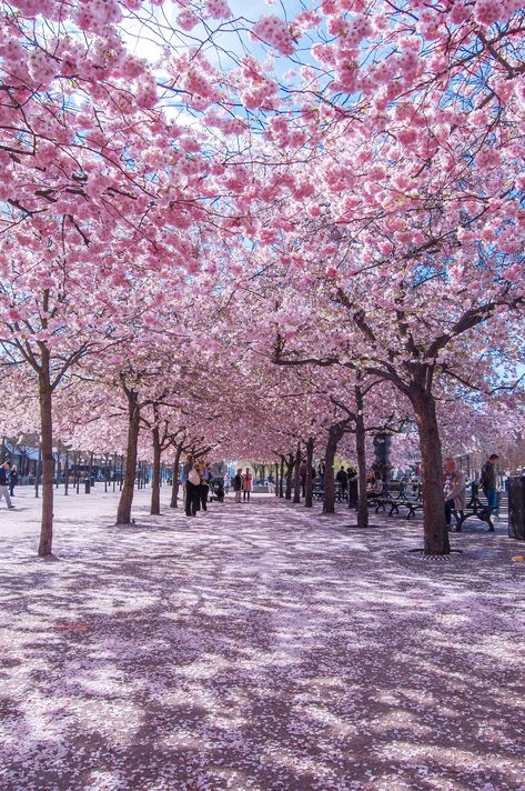 Spring In Europe Aesthetic, Spring In Scandinavia, Spring In Sweden, Summer In Stockholm, Sweden Travel Aesthetic, Sweden Aesthetic Stockholm, Stockholm Sweden Aesthetic, Scandinavia Aesthetic, Stockholm Lifestyle