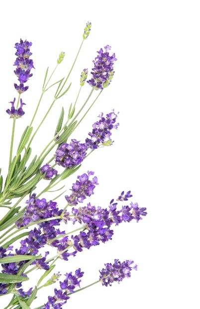 Nature Drawing Ideas, Macro Pictures, Lavender Herb, Dried Lavender Flowers, Flower Close Up, Lavender Aesthetic, 강아지 그림, Buku Skrap, 수채화 그림