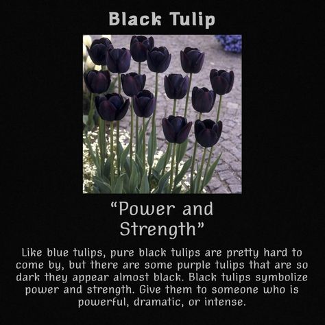 Black Flowers Meaning, Blue Tulips Meaning, Black Tulip Meaning, Black Tulips Aesthetic, Tulip Meaning, Tulips Meaning, Pretty Flowers Pictures, Flower Language, Black Tulips