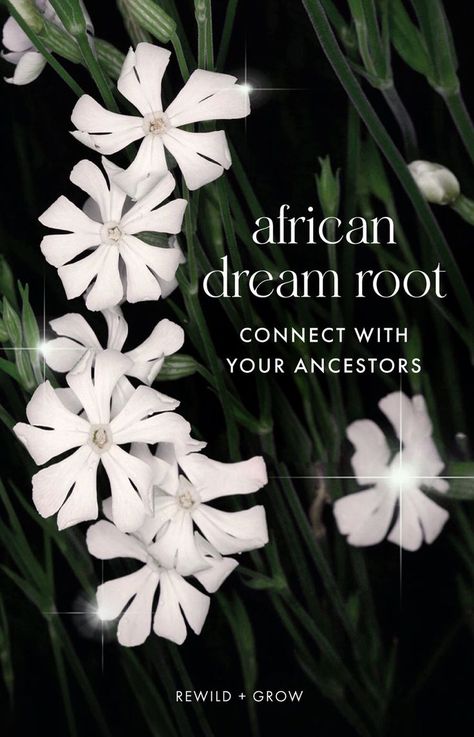 It is said that if you want a certain question answered, with the help of African Dream Root, the answer will come to you in your dreams from the wisdom of your ancestors. It's a powerful sacred, ancient herb used by the Xhosa shaman of South Africa for communicating with those who have passed in the dream realm. Dream Realm, Dream Herbs, African Herbs, Medicine Garden, Spiritual Angels, Sacred Garden, Magickal Herbs, Sun And Earth, Psychic Development