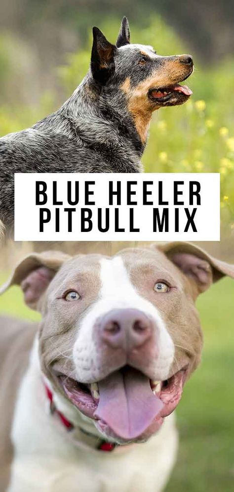 Blue Heeler Pit Mix Puppy, Blue Heeler Mixed With Pitbull, Australian Cattle Dog Mix Pitbull, Pit Heeler, Red Pitbull, Pitbull Mix Breeds, Mix Breed Dogs, Bully Blue, Red Heeler Dog