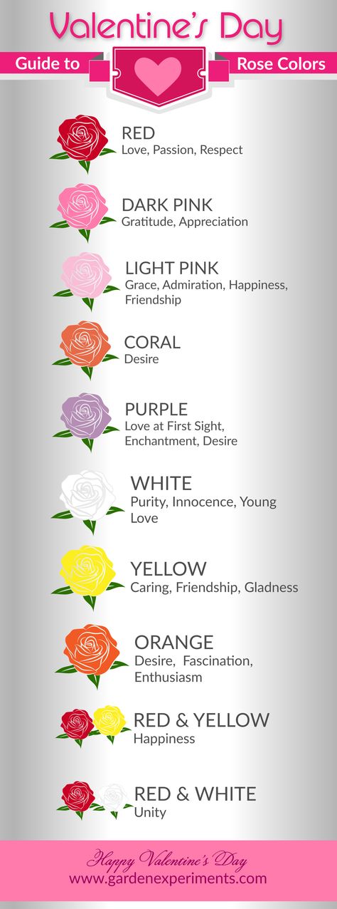 Guide to Rose Colors & Their Meanings #roses #valentines Meaning Of Roses Colors, Rose Colour Meaning, Roses And Their Meanings, Purple Rose Crochet, Rose Meanings, Unique Flower Names, Meaning Of Roses, Roses Meaning, Valentines Day Meaning