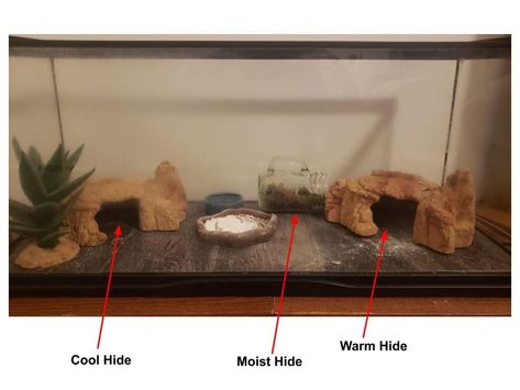 hide placement Leopard Gecko Cage, Leopard Gecko Setup, Leopard Gecko Hide, Gecko Cage, Gecko Enclosure, Leopard Gecko Cute, Leopard Gecko Habitat, Leopard Gecko Tank, Leopard Gecko Care