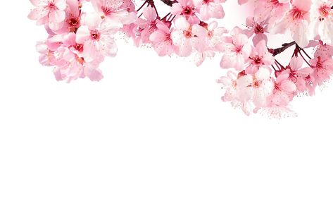 Dreamy cherry blossoms as a natural border, studio isolated on pure white background, panorama format Cherry Blossom Laptop Wallpaper, Sakura White Background, Cherry Blossom Border, Beautiful Borders, Cherry Blossom Wallpaper, Pure White Background, Laptop Backgrounds, Cherry Blossom Background, Flower Wedding Invitation