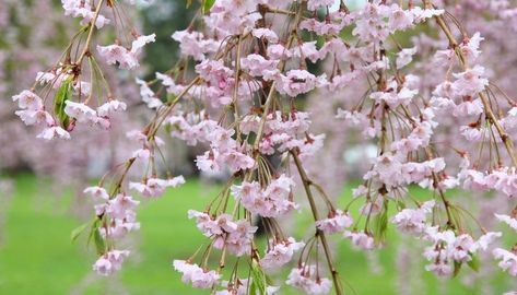 Tent Caterpillars, Cypress Mulch, Weeping Cherry Tree, Weeping Trees, Weeping Cherry, Pruning Saw, Natural Pesticides, Cascading Flowers, Pink Showers