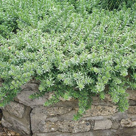 Best Plants and Erosion Controls for Slopes and Hillsides | Dengarden Creeping Boobialla, Myoporum Parvifolium, Steep Hillside Landscaping, Landscaping A Slope, Landscaping On A Hill, Hillside Garden, Sloped Backyard, Ground Covers, California Native Plants