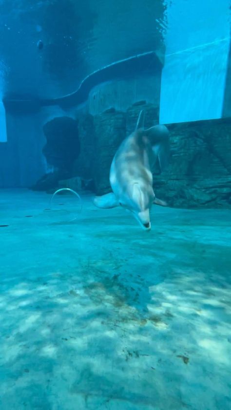 Winter 🤍 | Dolphin tale, Beautiful sea creatures, Clearwater marine aquarium Winter Dolphin, Whale Photography, Ocean Dolphins, Whale Video, Sea Life Wallpaper, Clearwater Marine Aquarium, Dolphin Tale, Amazing Animal Pictures, Deep Sea Creatures