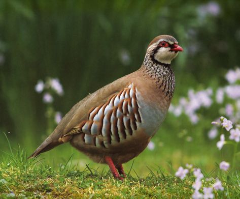 Red Legged Partridge (British Isles) Partridge Bird, British Wildlife, Haruki Murakami, Game Birds, Wildlife Conservation, Partridge, Pretty Birds, Colorful Birds, Bird Garden