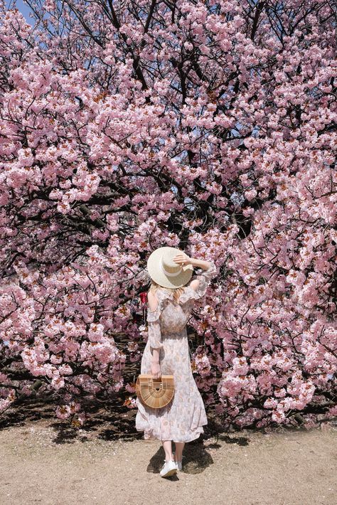 Shinjuku Gyoen park, Tokyo - Full Bloom Sakura  | Cherry Blossoms, Japan | Pink Spring cherry blossoms | A complete guide to the Cherry Blossoms in Japan Travel Outfit Japan, Cherry Blossom Outfit, Spring Outfits Japan, Cherry Blossom Pictures, Spring Cherry Blossoms, Shinjuku Gyoen, Japan Spring, Japan Cherry Blossom, Cherry Blossom Japan