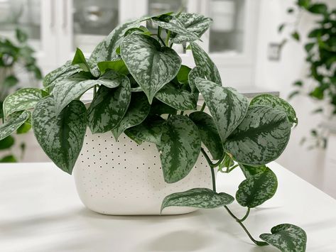 Pothos Plant | Silver Satin | Care Difficulty - Easy | AmieSue.com Satin Pothos Care, Silver Pothos Care, Satin Pothos Plant, Silver Pothos, Satin Pothos, Silver Pothos Plant, Silvery Ann Pothos, Silver Splash Pothos, Silver Satin Pothos