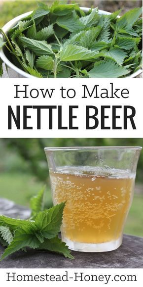 Nettle Beer, Beer Recipe, Foraging Recipes, Magia Das Ervas, Fermentation Recipes, Foraged Food, Homemade Wine, Fermented Drink, Herbal Recipes