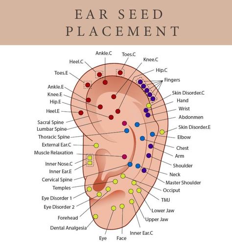 Buy Printable Ear Seed Placement Chart Comprehensive Acupuncture online on Etsy India. Shop for handmade, vintage and unique Digital Prints items from SereneArtworkCo online on Etsy Ear Seed Placement, Ear Acupressure Points, Ear Reflexology, Ear Seeds, Unique Ear Piercings, Ear Piercings Chart, Piercing Chart, Reflexology Chart, Health Hacks