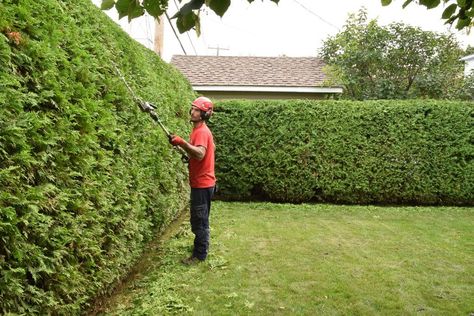 When Is the Best Time for Pruning Arborvitae Hedges? Arborvitae Hedge, Arborvitae Landscaping, Cedar Hedge, Hedge Trees, Thuja Occidentalis, Eco Garden, Dream Landscape, Southern Garden, Grasses Garden